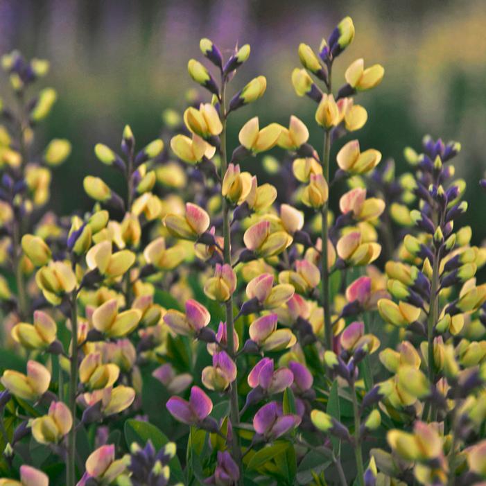 DECADENCE® DELUXE PINK LEMONADE FALSE INDIGO