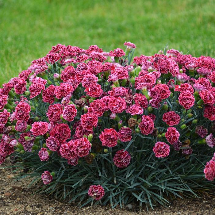 FRUIT PUNCH® CHERRY VANILLA DIANTHUS