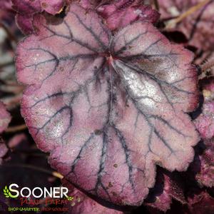 PRIMO® WILD ROSE CORAL BELLS