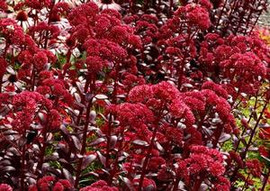 TOUCHDOWN TEAK SEDUM