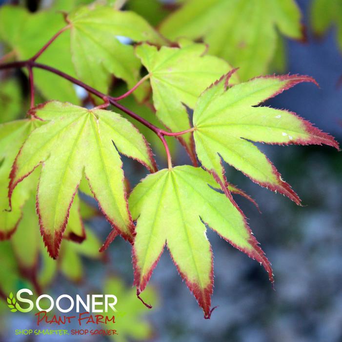 TSUMA GAKI UPRIGHT JAPANESE MAPLE
