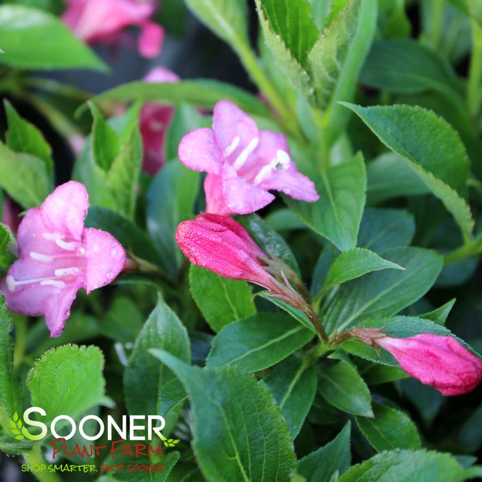 SNIPPET® DARK PINK WEIGELA