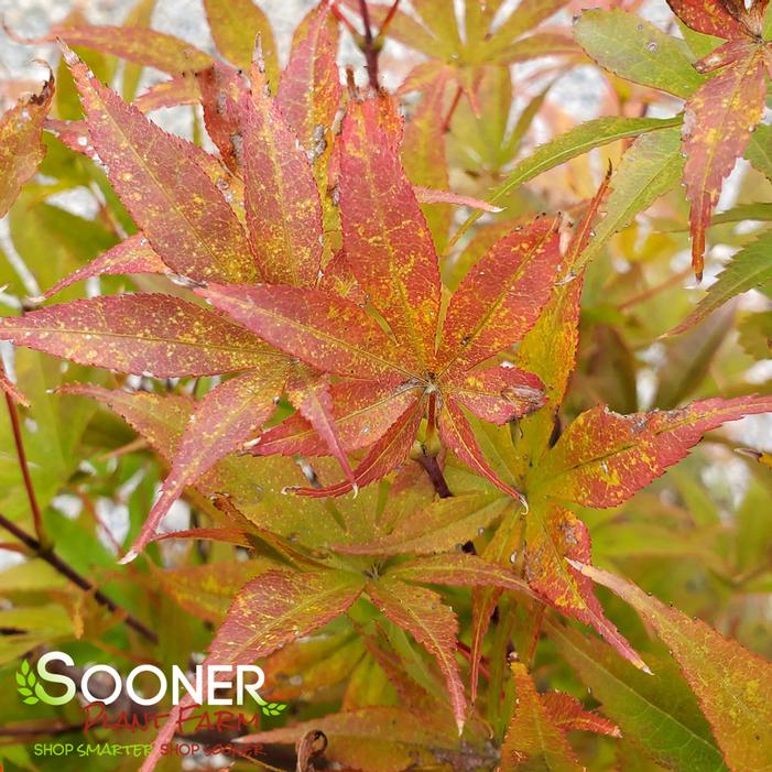 WINTER'S RED UPRIGHT JAPANESE MAPLE