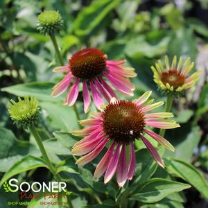 GREEN TWISTER CONEFLOWER