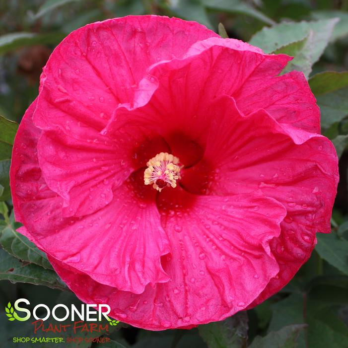 SUMMER IN PARADISE HARDY HIBISCUS