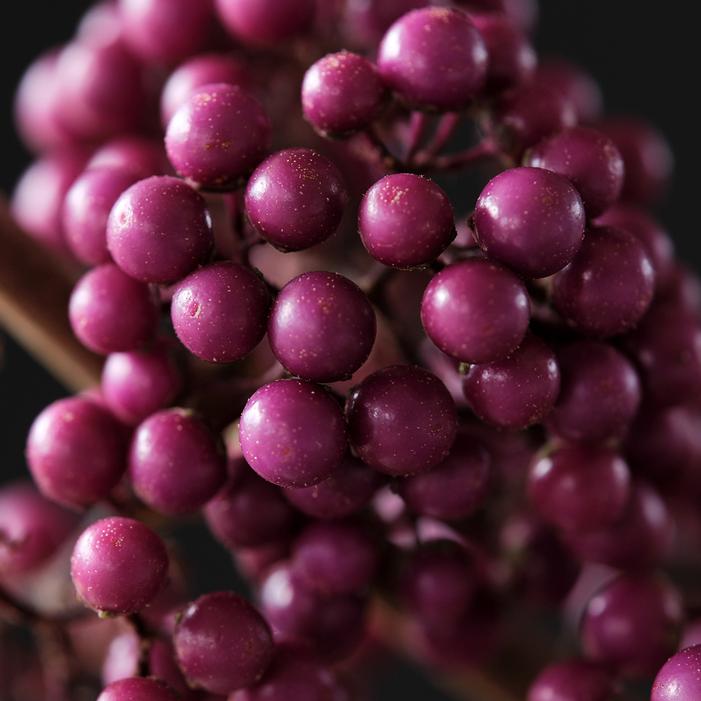 PLUMP & PLENTIFUL™ PURPLE GIANT BEAUTYBERRY