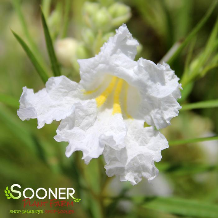 HOPE WHITE DESERT WILLOW