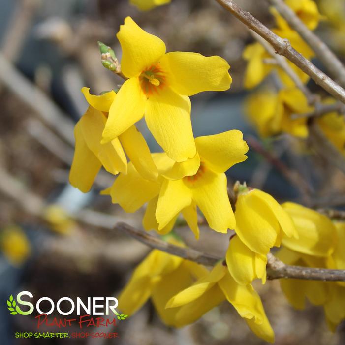 FLYING MACHINE® FORSYTHIA