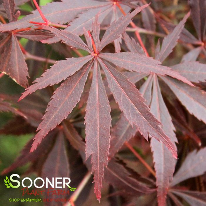BENI CHAPARRITO UPRIGHT JAPANESE MAPLE