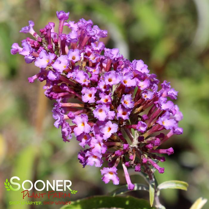 NANHO PURPLE BUTTERFLY BUSH