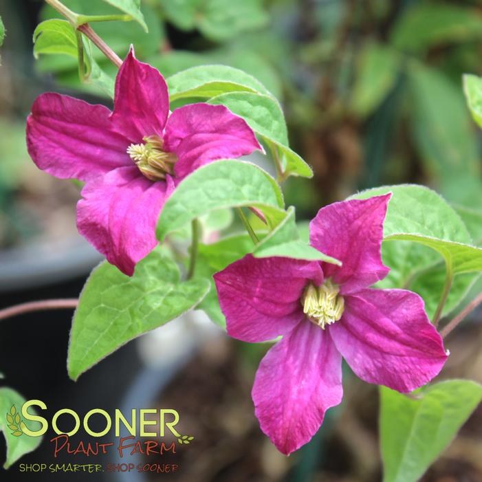 Image property of Sooner Plant Farm, Inc.