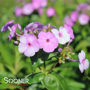 FASHIONABLY EARLY FLAMINGO GARDEN PHLOX