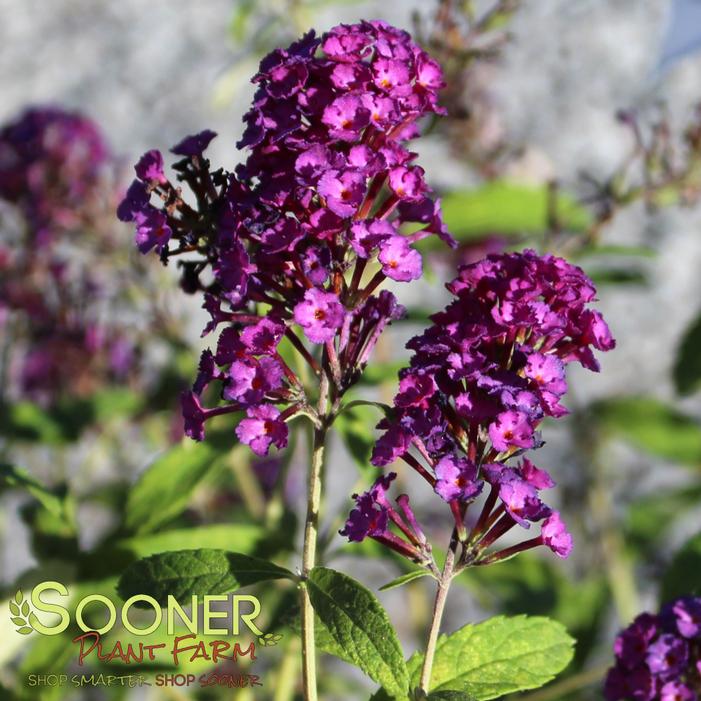 Royal Red Butterfly Bush Group of Summer Flowers