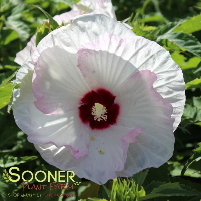 Hibiscus x 'Ballet Slippers'
