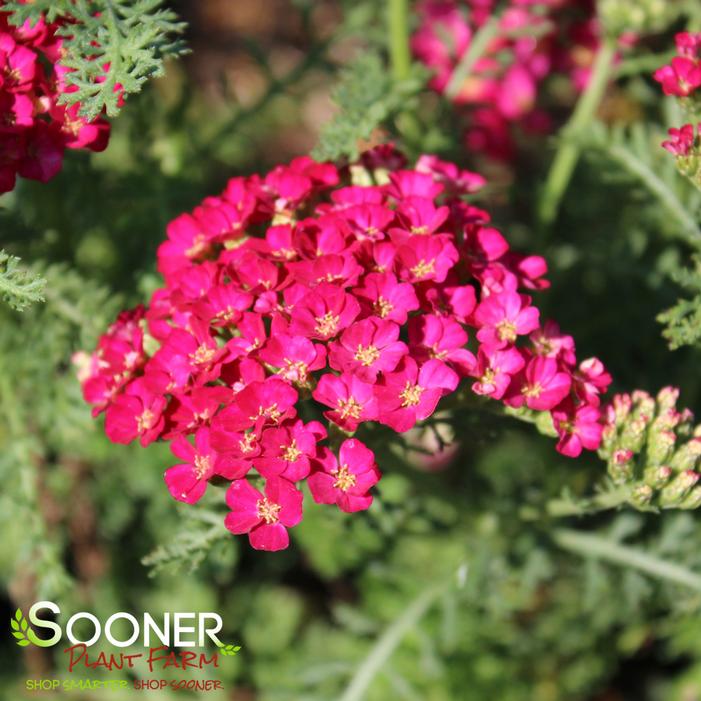 POMEGRANATE YARROW