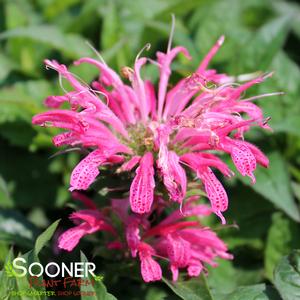 ELECTRIC NEON PINK BEEBALM