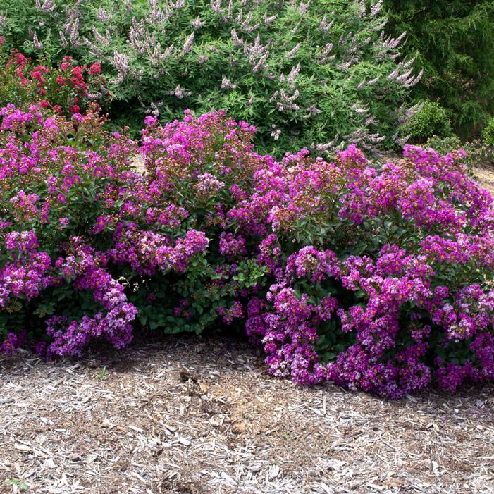 BELLINI® GRAPE CRAPEMYRTLE