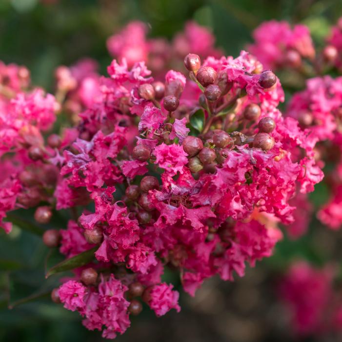 BELLINI® RASPBERRY CRAPEMYRTLE