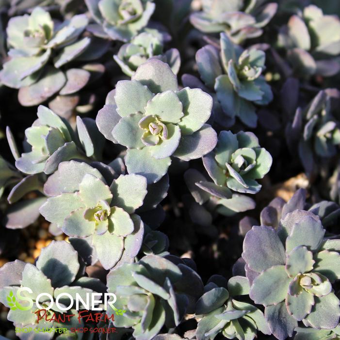 SUNSPARKLER® DAZZLEBERRY SEDUM