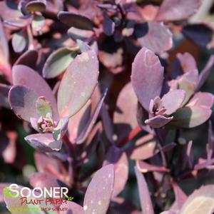 SUNSPARKLER® FIRECRACKER SEDUM