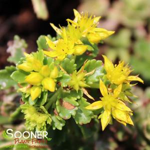 ROCK 'N GROW® BOOGIE WOOGIE SEDUM