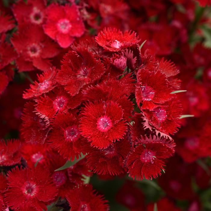 ROCKIN'™ RED DIANTHUS