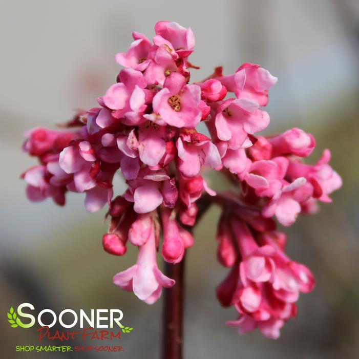 PINK DAWN VIBURNUM