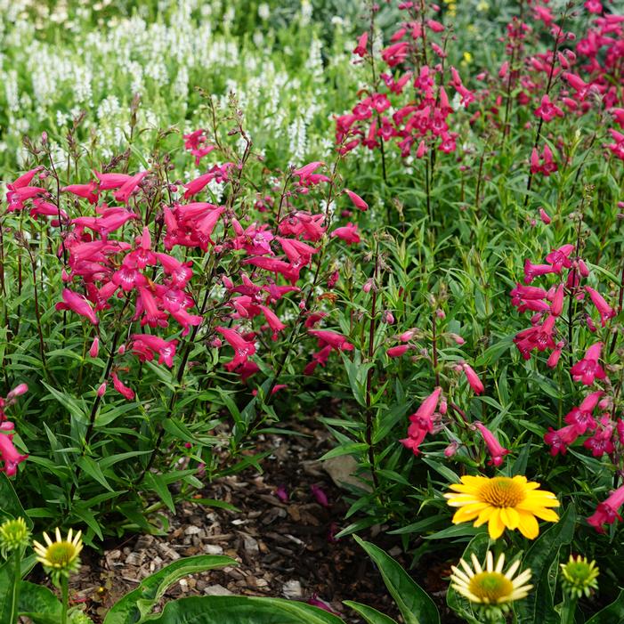 MISSIONBELLS™ DEEP ROSE BEARDTONGUE