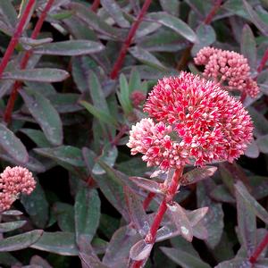 MARINA SEDUM