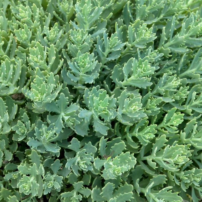 THUNDERCLOUD SEDUM