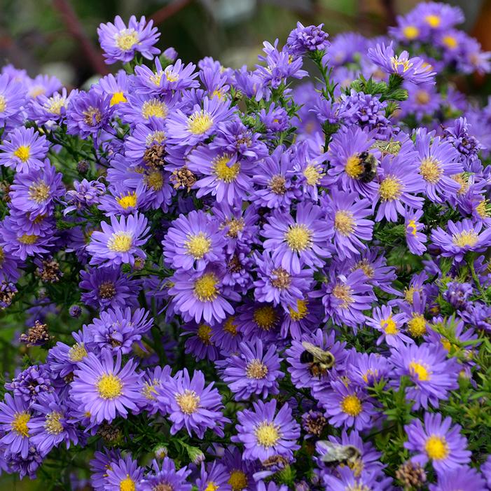 KICKIN'® LILAC BLUE™ ASTER