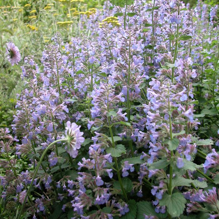 BLUE WONDER CATMINT