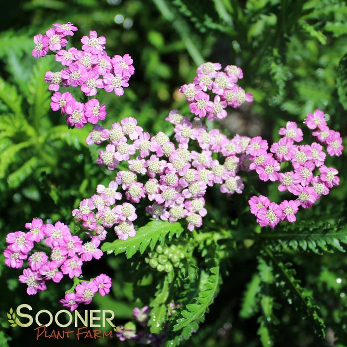 FIREFLY AMETHYST YARROW