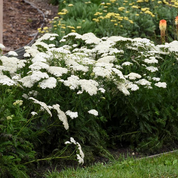 FIREFLY DIAMOND YARROW