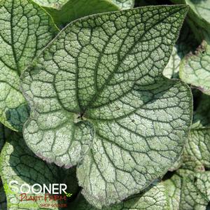 QUEEN OF HEARTS BRUNNERA