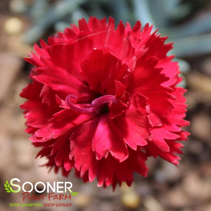 FRUIT PUNCH® MARASCHINO DIANTHUS