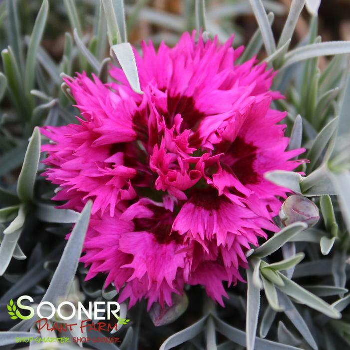 FRUIT PUNCH® SPIKED PUNCH DIANTHUS