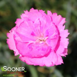 FRUIT PUNCH® SWEETIE PIE DIANTHUS