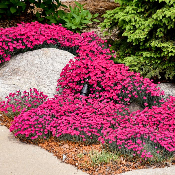 PAINT THE TOWN MAGENTA DIANTHUS