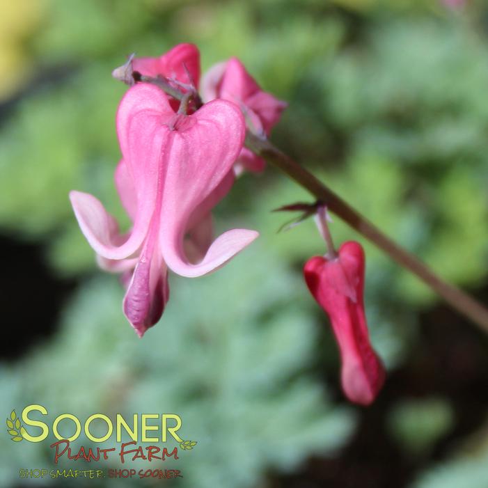 Image property of Sooner Plant Farm, Inc.