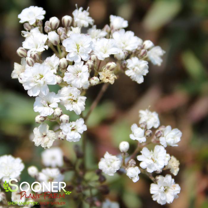 White Sparkle Stardust Gypsophila, Baby's Breath