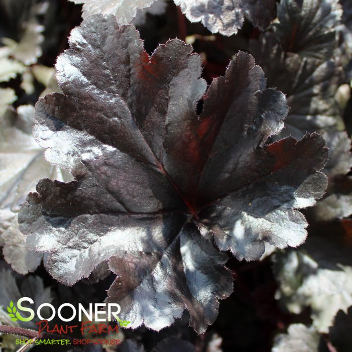 PRIMO® BLACK PEARL CORAL BELLS