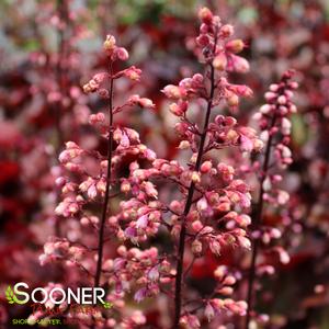 PRIMO® MAHOGANY MONSTER CORAL BELLS