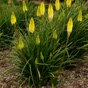 PYROMANIA™ FLASHPOINT RED HOT POKER