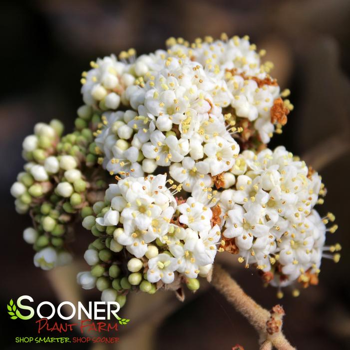 LEATHERLEAF VIBURNUM