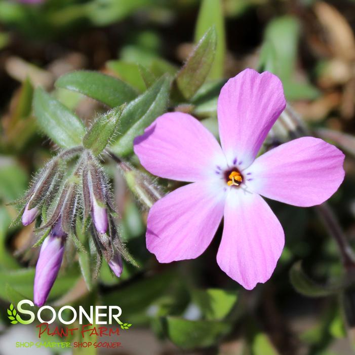 ROSE SPRITE HYBRID SPRING PHLOX