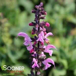 COLOR SPIRES® PINK DAWN MEADOW SAGE