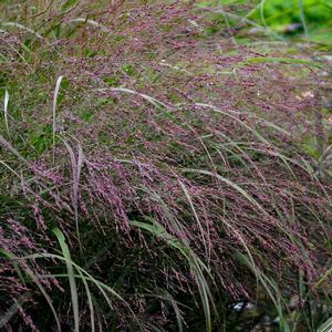 PRAIRIE WINDS® APACHE ROSE SWITCH GRASS