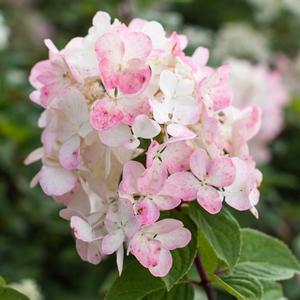 DIAMOND ROUGE® HYDRANGEA