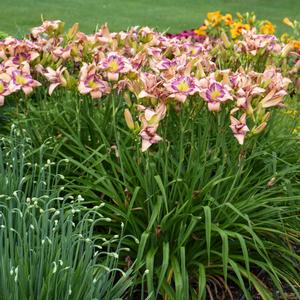 HANDWRITING ON THE WALL DAYLILY